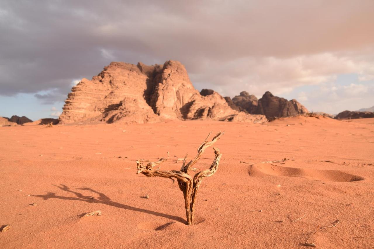 Art Camp Wadi Rum Exterior photo