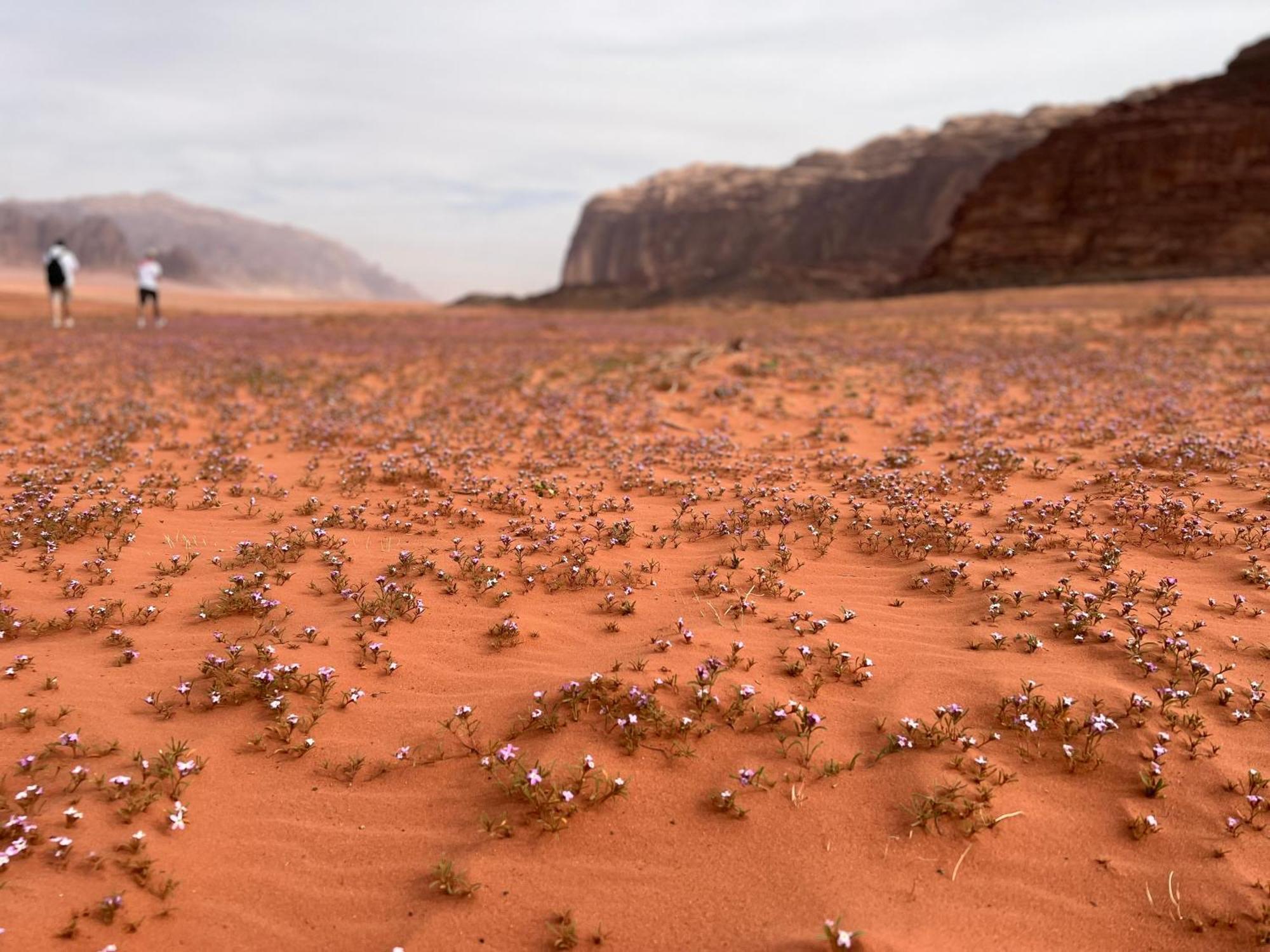 Art Camp Wadi Rum Exterior photo