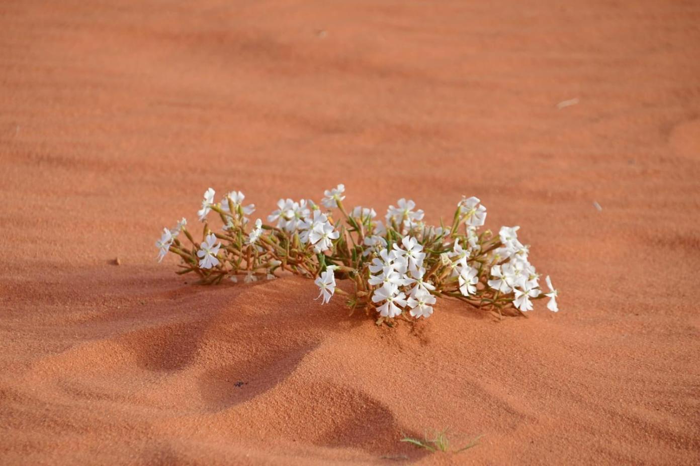 Art Camp Wadi Rum Exterior photo